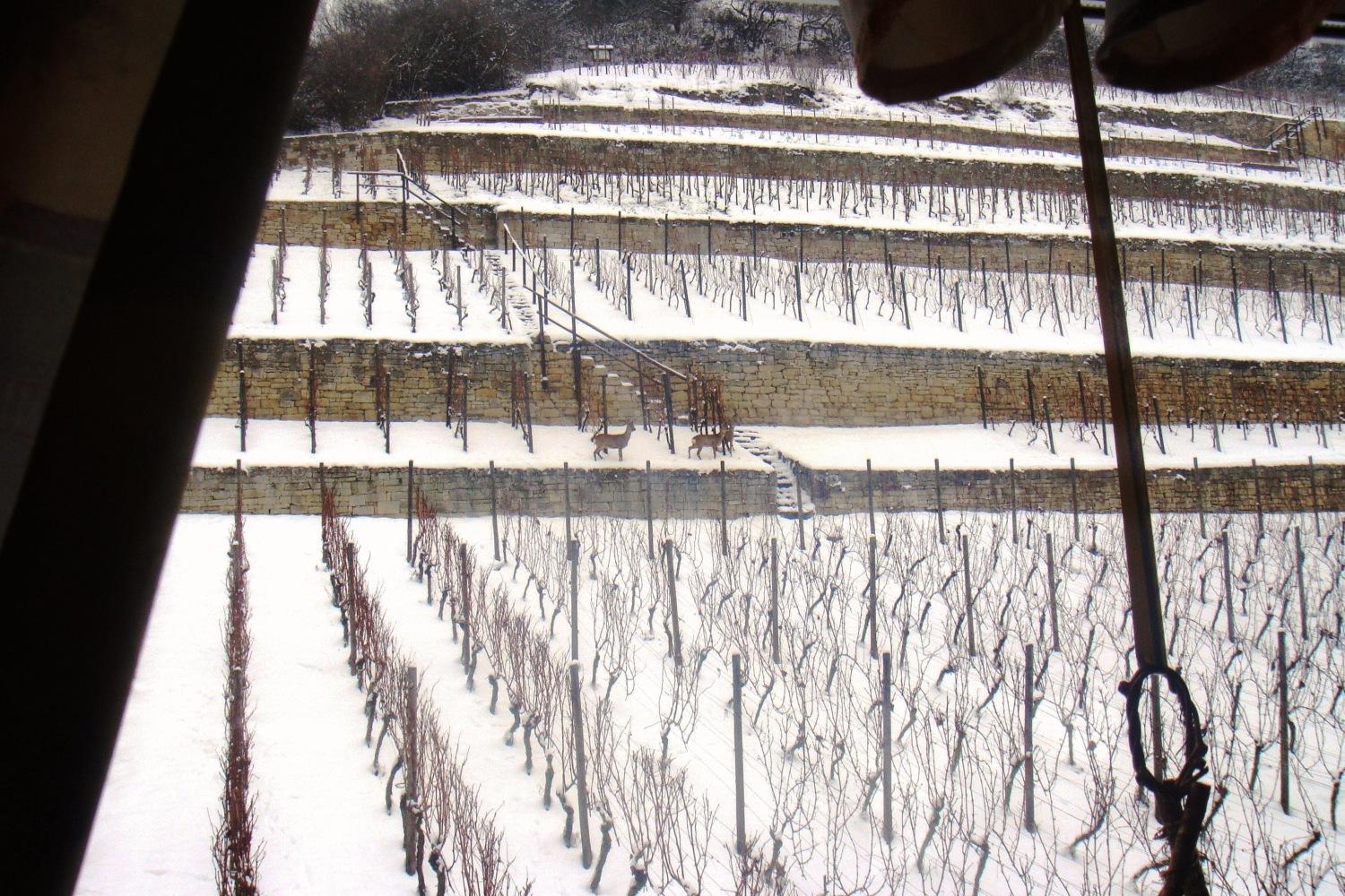 Landhotel Weingut Schulze Freyburg Buitenkant foto